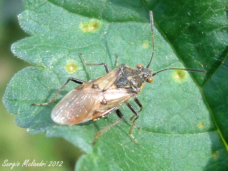 Rhopalidae: Liorhyssus hyalinus della Romagna (RA)